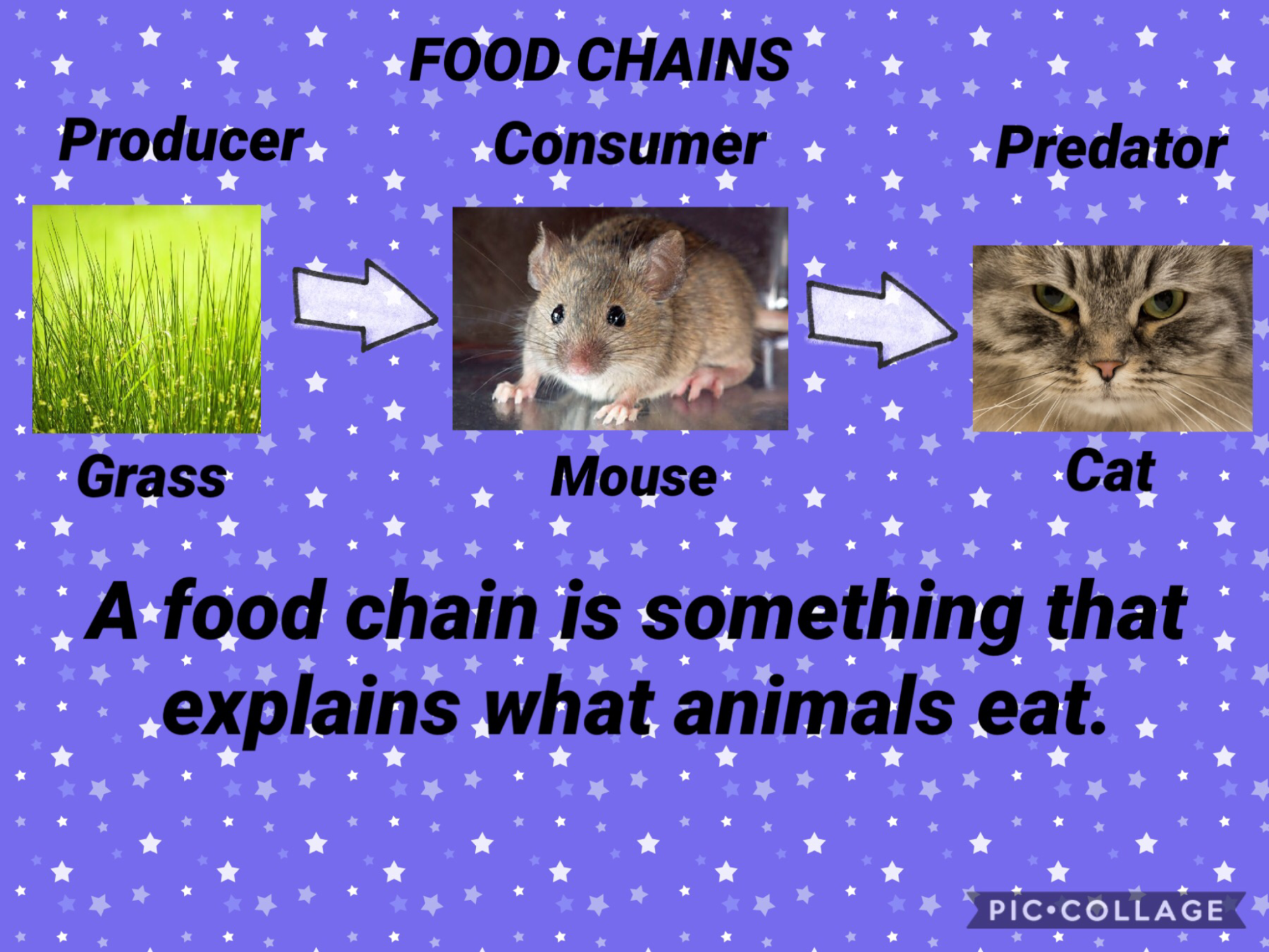Year 4 learn about food chains in different habitats