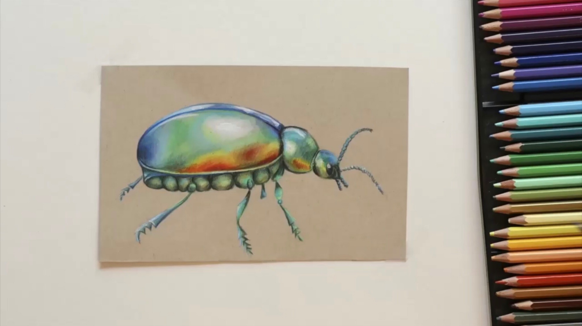 Lily's drawing of the Tansy Beetle