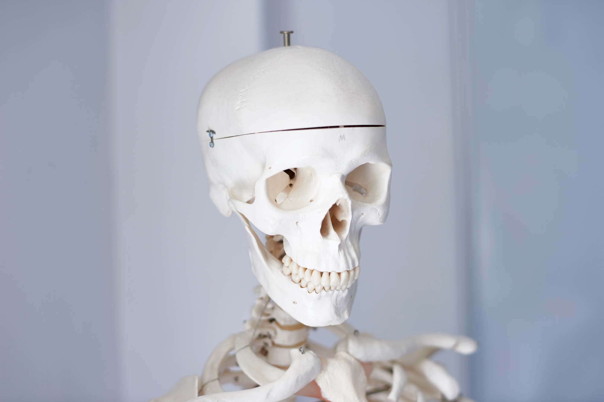 Skeleton