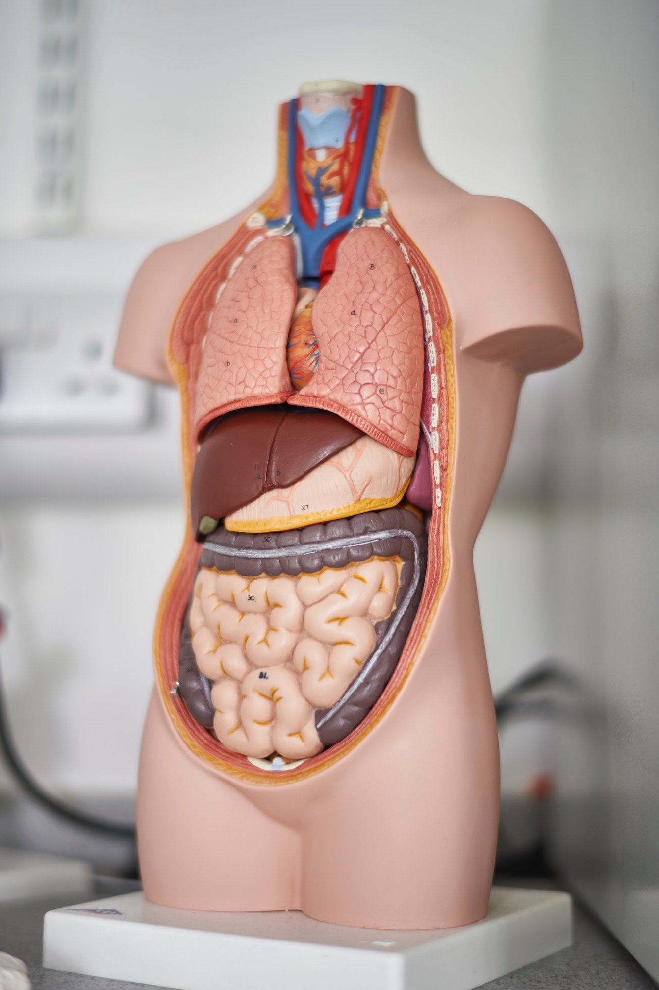 Image of anatomy model to illustrate link to 'Biology' page