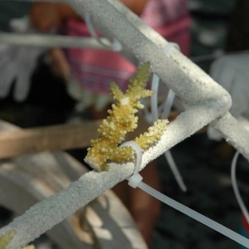 Georgie-Demetriou-Foale-in-4T-at-Dame-Bs-be-_My-learning-about-coral-preservation-in-the-Maldives_